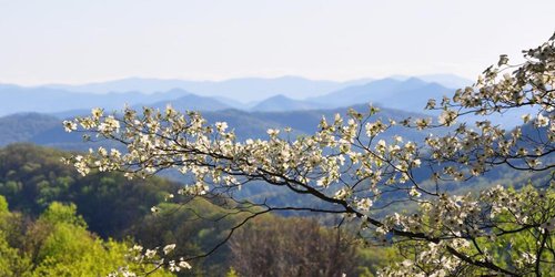 Dogwoods blooming in the Blue Ridge Mountains