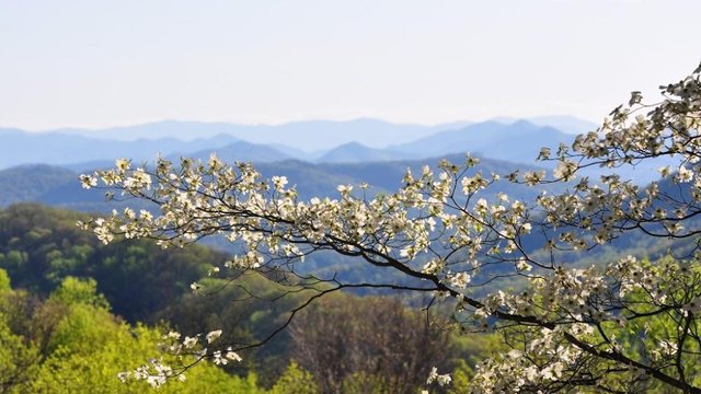 Dogwoods blooming in the Blue Ridge Mountains
