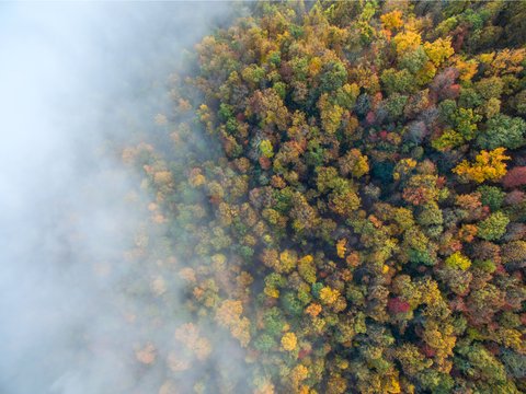McDowell's Autumn Color