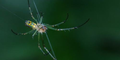 spider