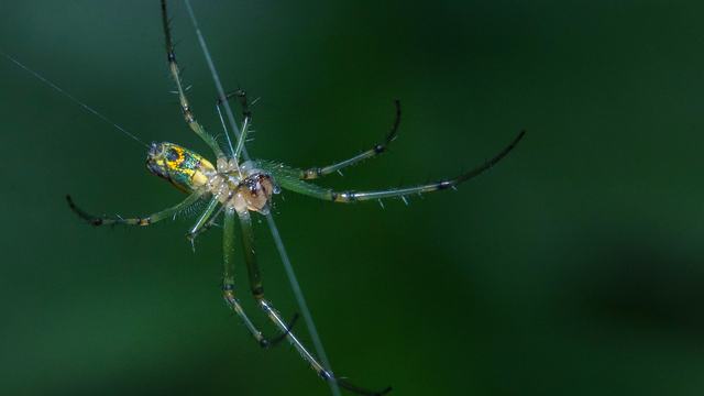 spider