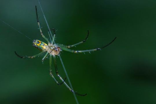 spider