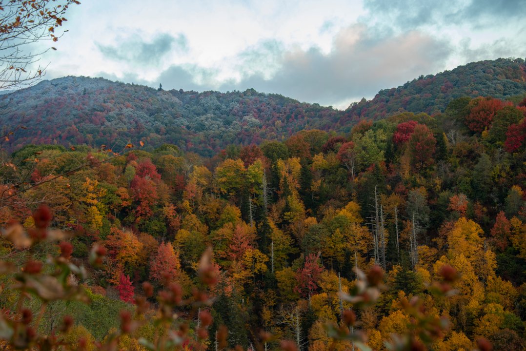 Snow covered trees mixed with fall color in the Blue Ridge Mountains during October 2023