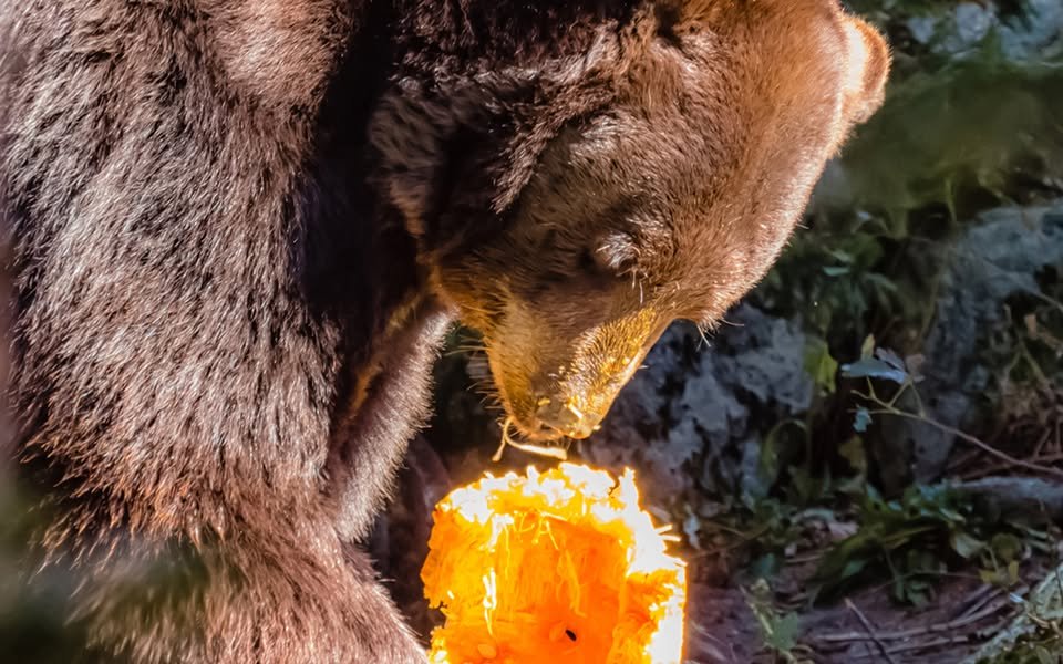 yodel_Beary Scary Halloween