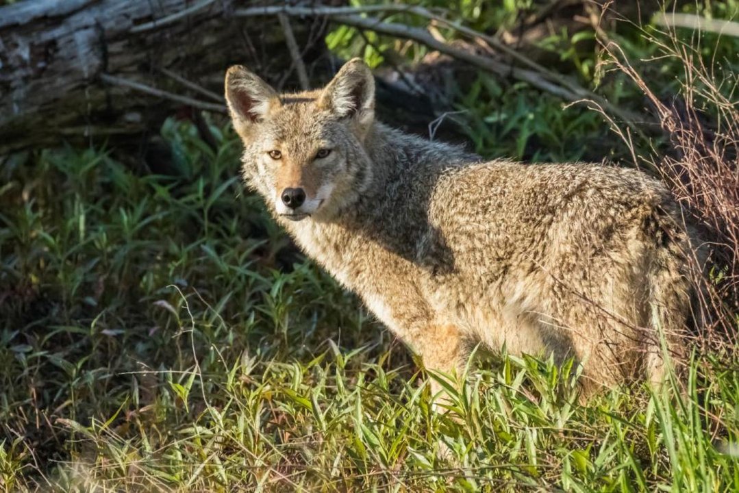 yodel_Clever Coyotes