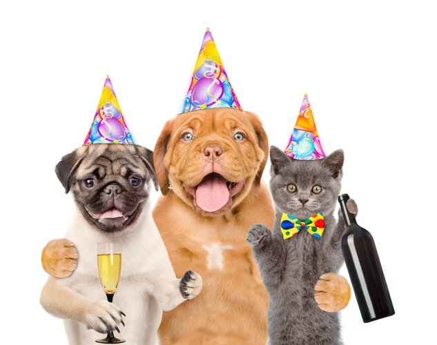 yodel_Sit! Stay! Drink! - Charity Benefit for ABLAR