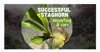 yodel_Successful Stagorn Mounting & Care